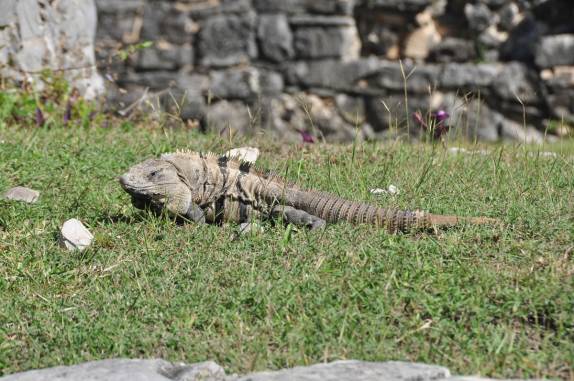 Iguanas, os atuais moradores das ruínas mayas de Tulum, no sul do México